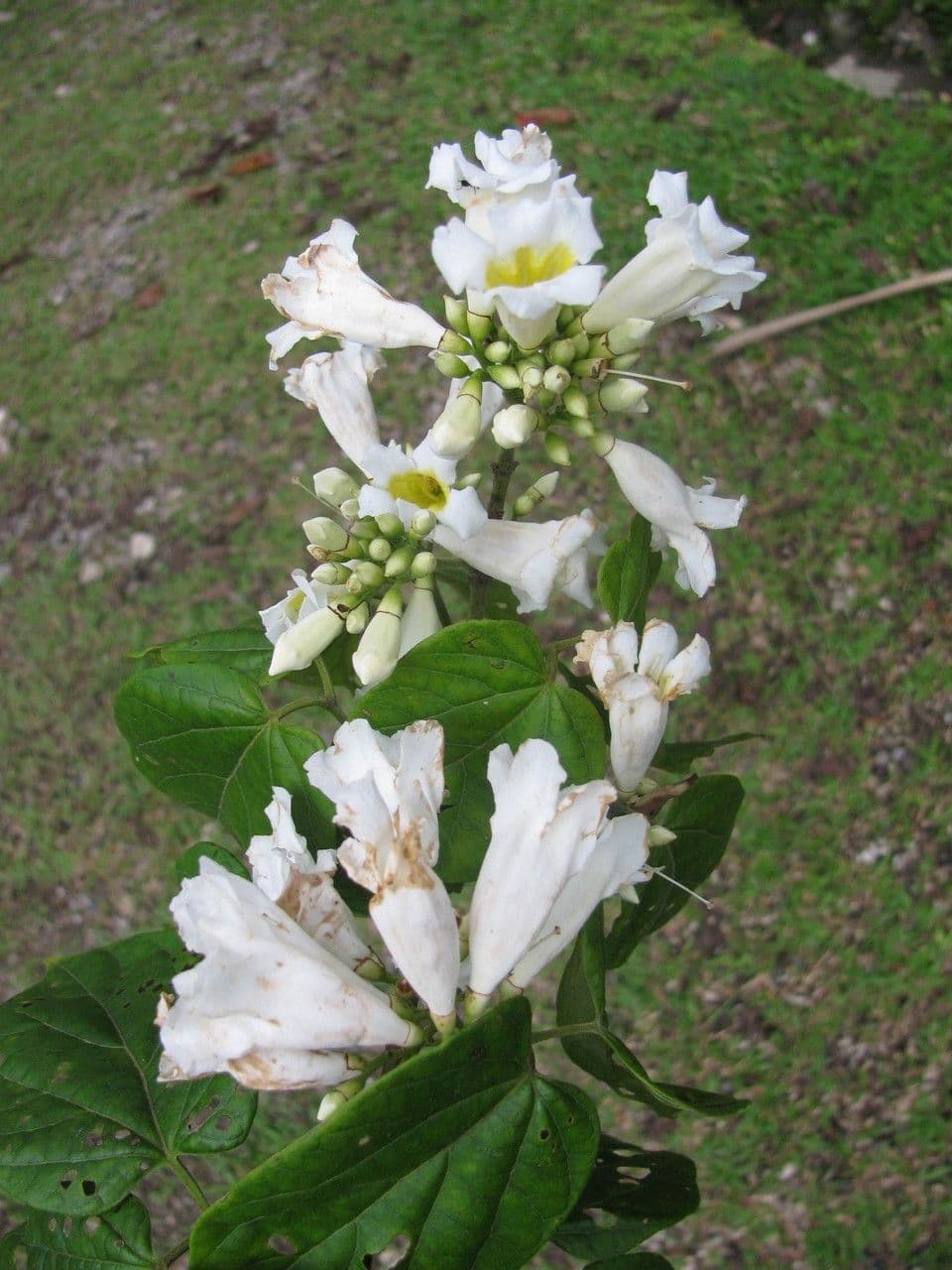 Lundia corimbosa