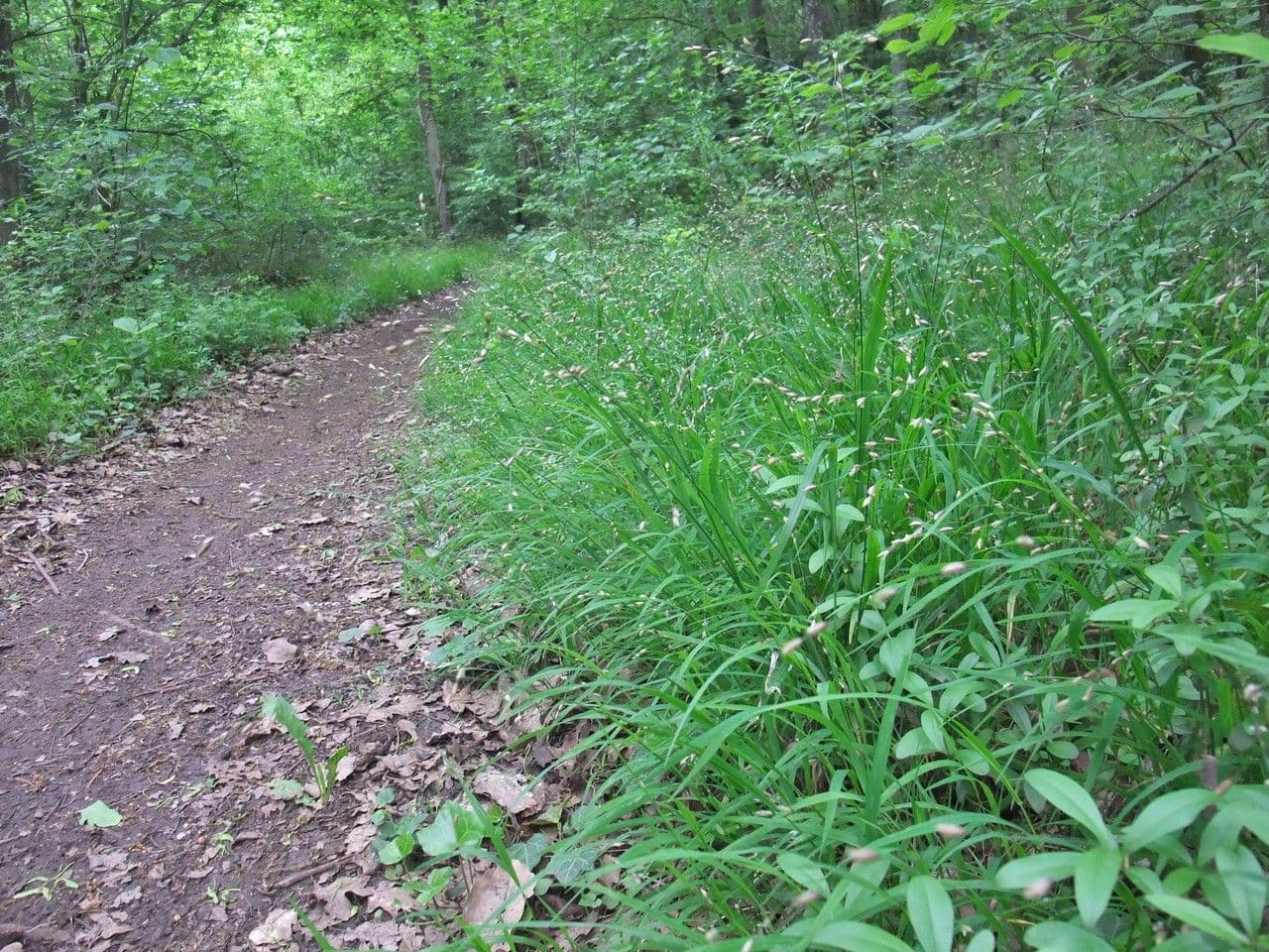 Melica uniflora 12