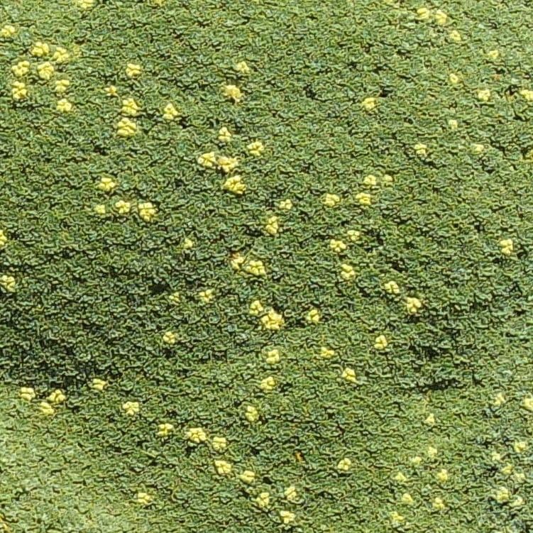 Azorella 6