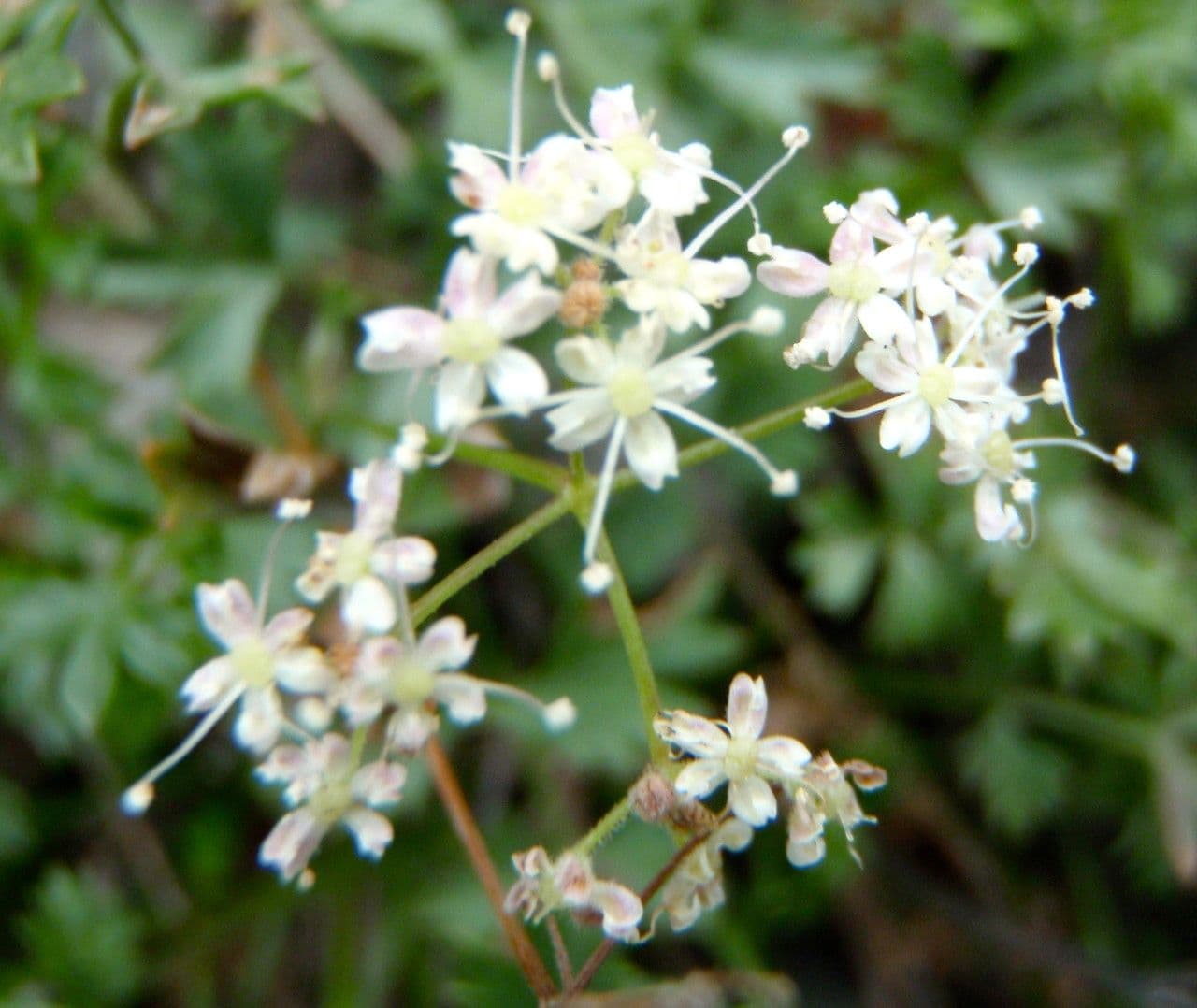 Pimpinella tragium 4