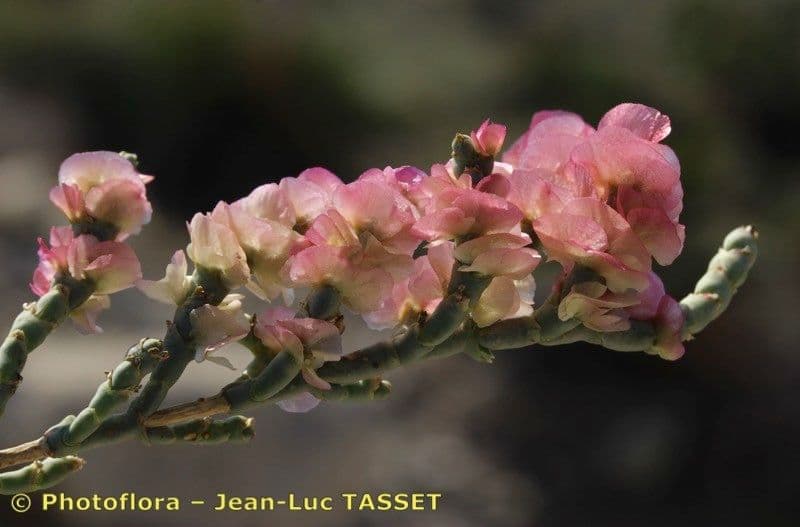 Anabasis articolata 28