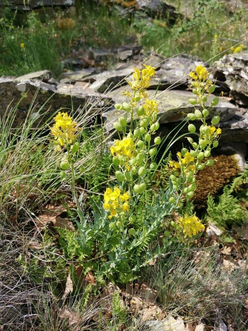 Alyssoides utriculata 8