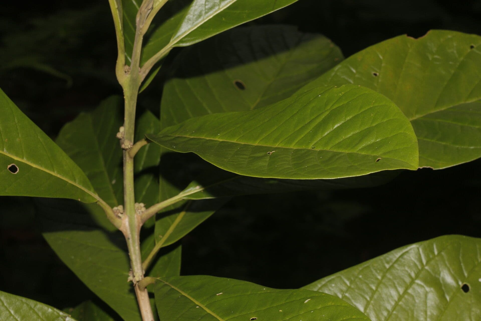 Aegiphila 7