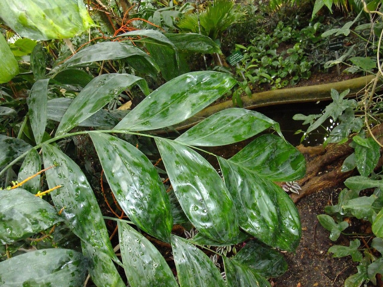 Chamaedorea oblongata 3