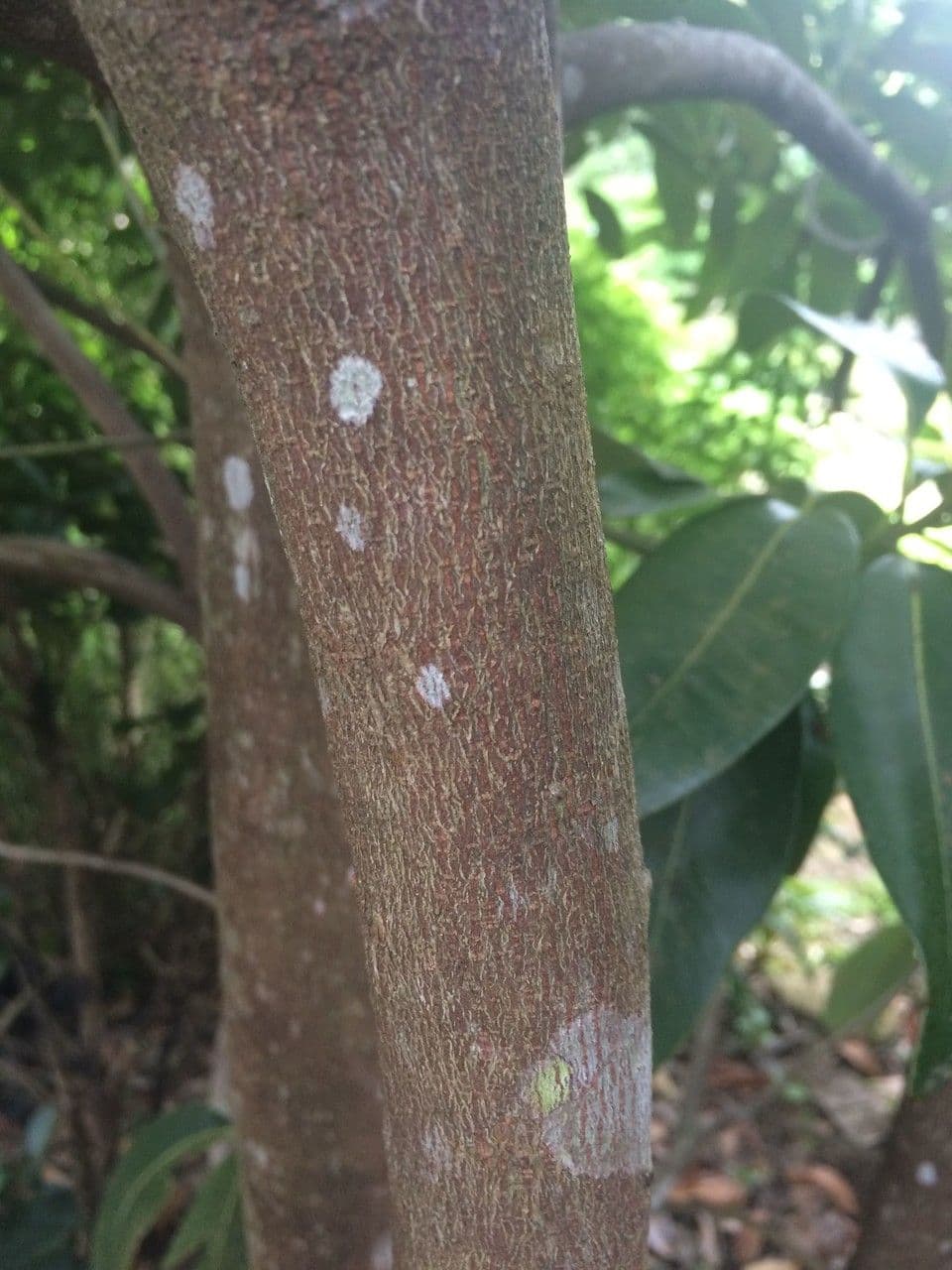 Sideroxylon 7