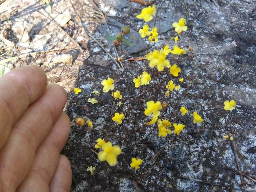 Utricularia subulata