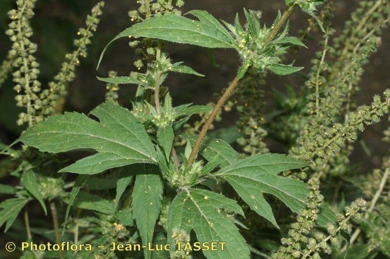 Ambrosia trifida 26