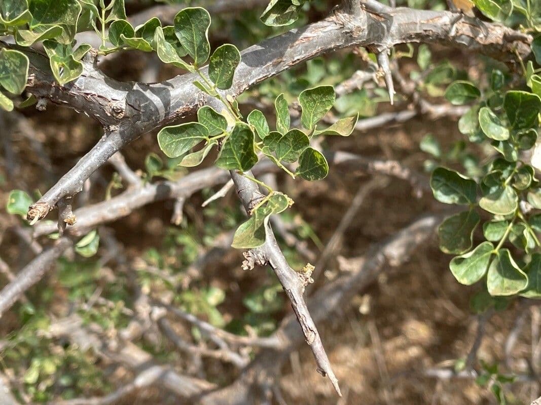 Albizia anthelmintica 11