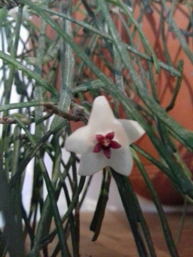 Hoya 2