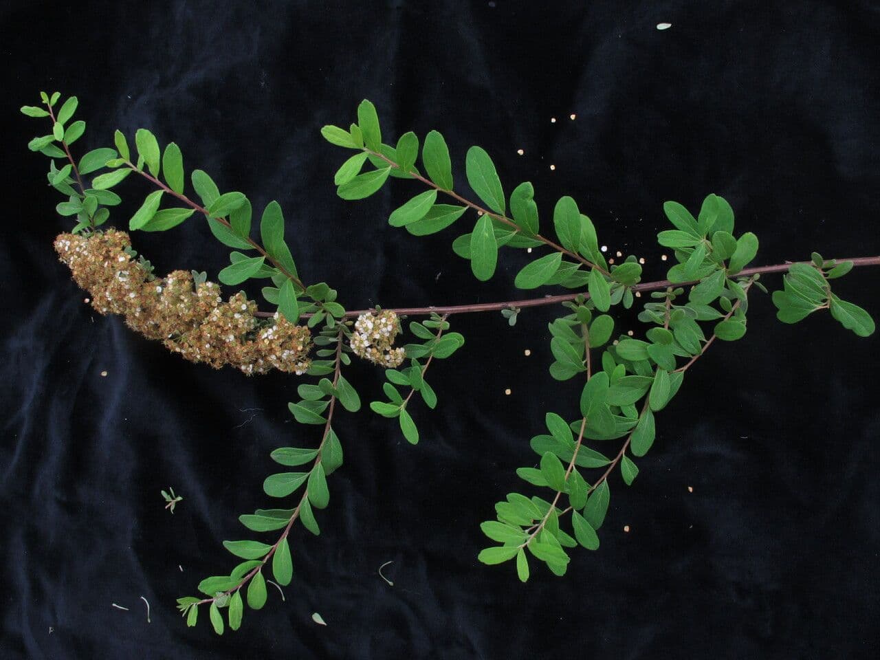 Espirea 3