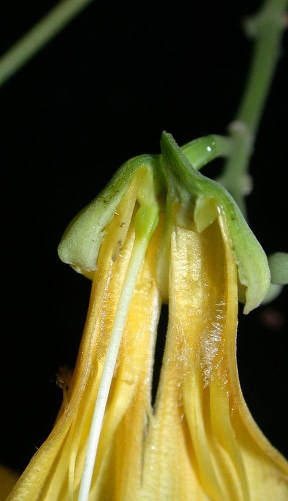 Anemopaegma 6