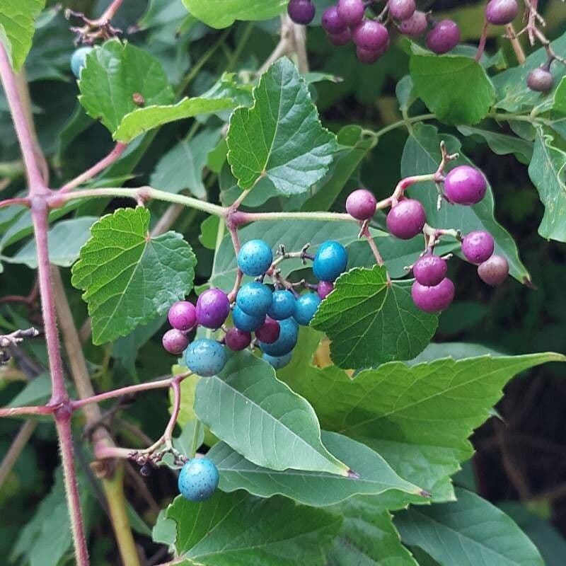 Ampelopsis glandulosa 4