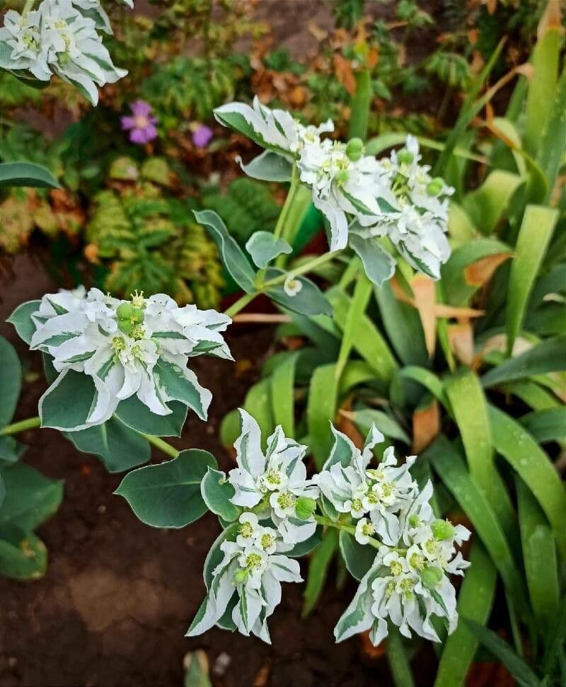 Euforbia marginata 5