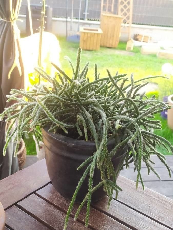Rhipsalis 11
