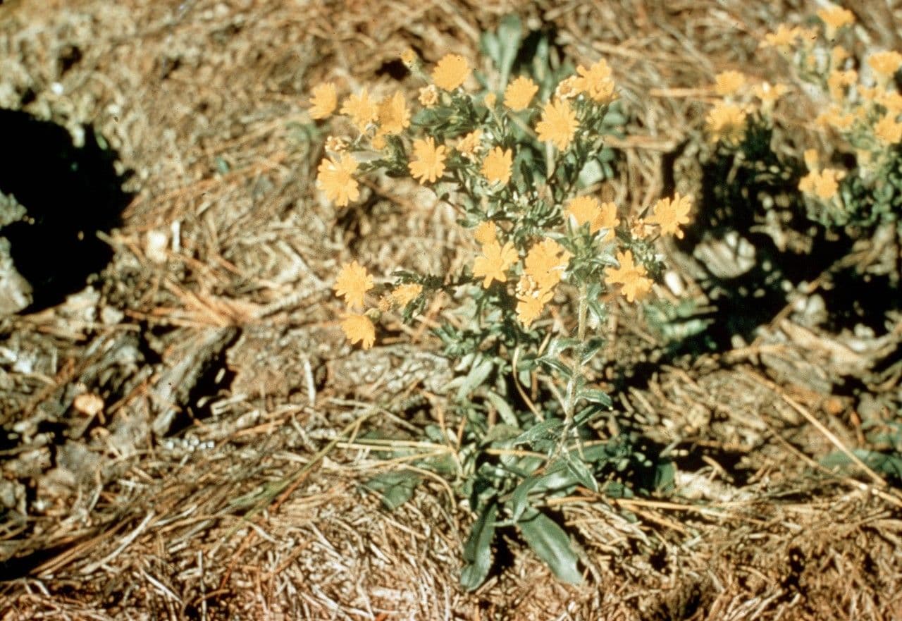 Chrysopsis mariana 9