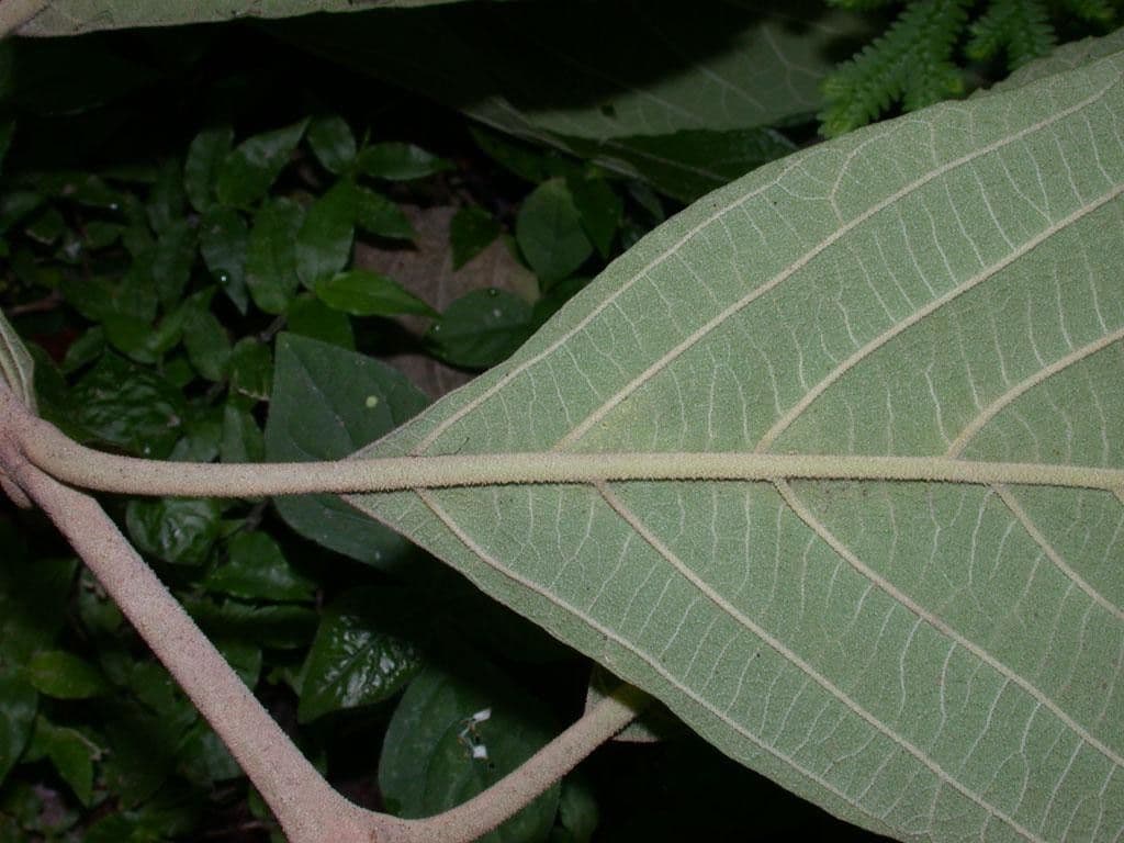 Callicarpa 16