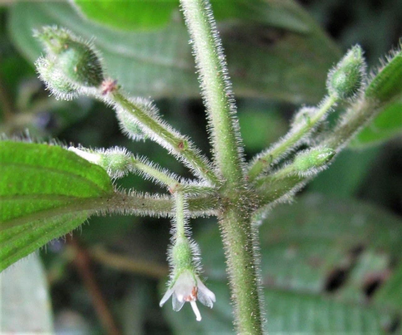 Miconia 2