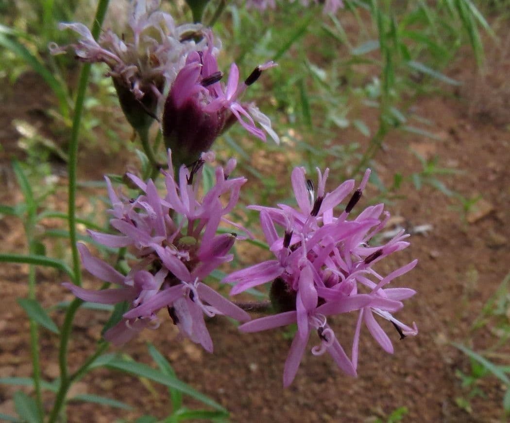 Othake Palafoxia 4