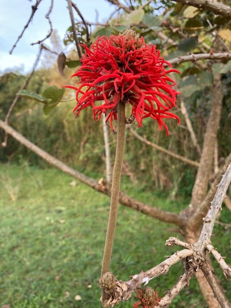 Eritrina abissina