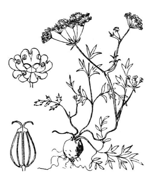 Krabilka alpská 10