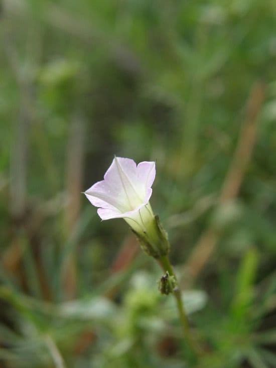 Ipomoea 2