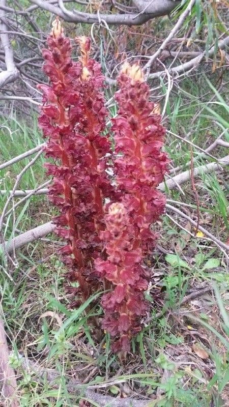 Orobanca variegata 9