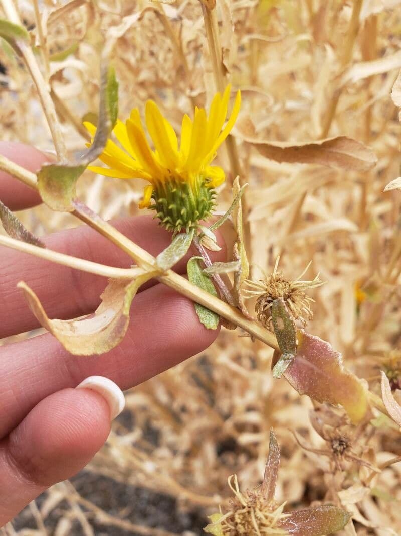 Grindelia 2