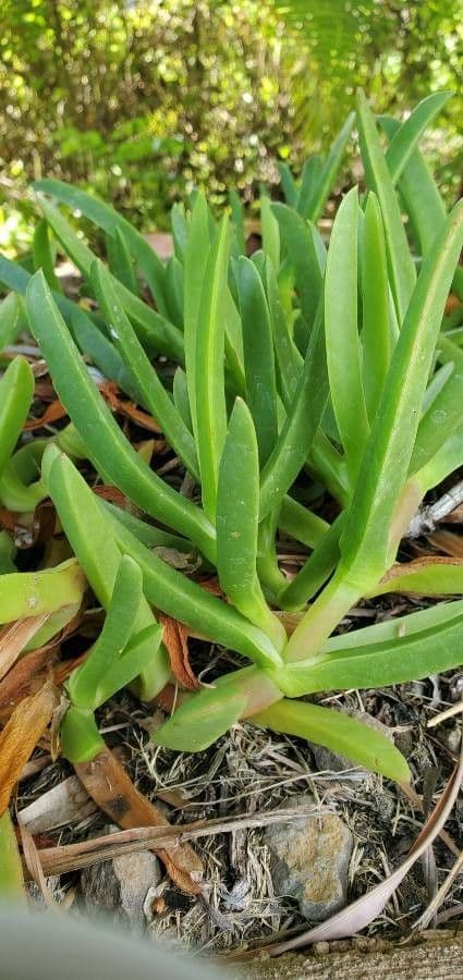 Fico degli Ottentotti 23