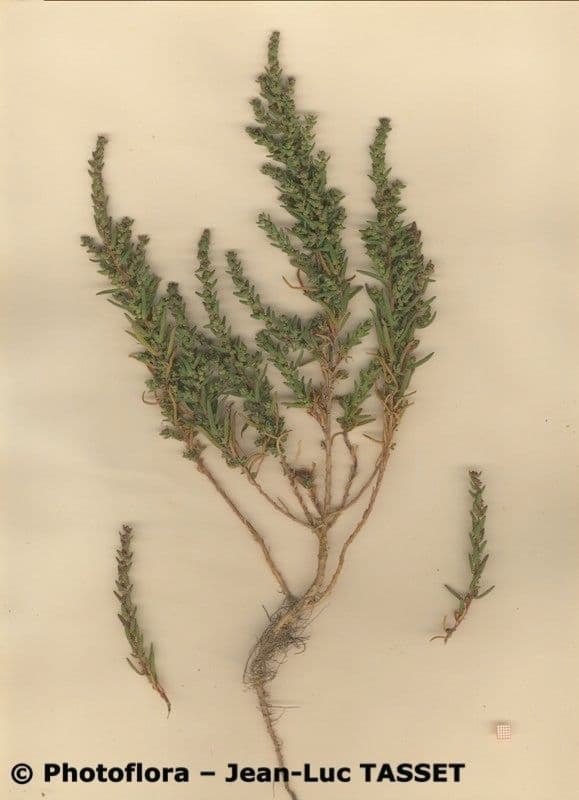 Suaeda 6