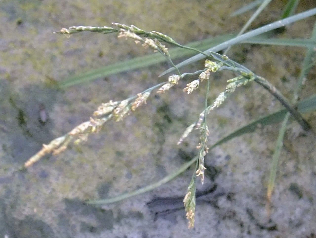 Gramigna delle saline 5
