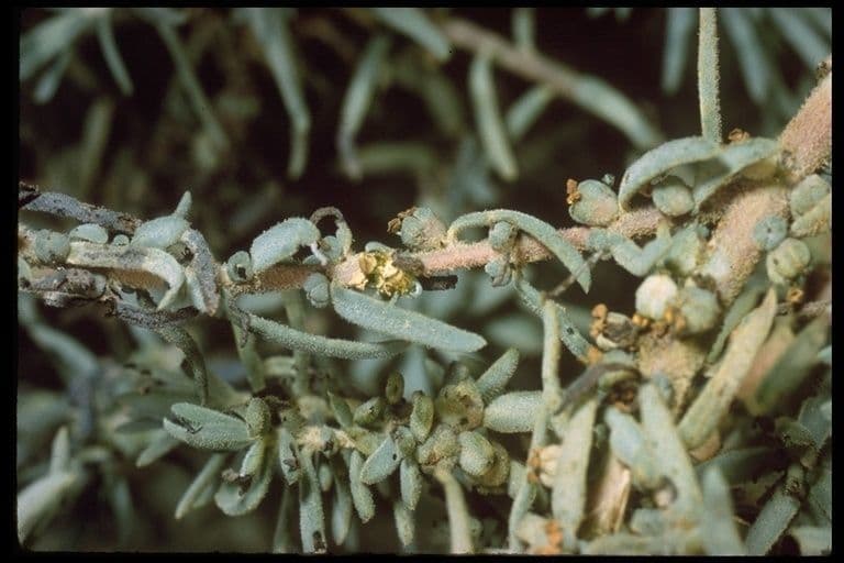 Suaeda taxifolia 4
