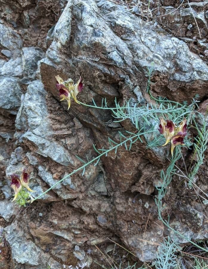 Linaria 10