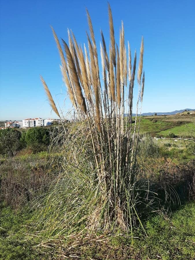 Erba delle pampas 14