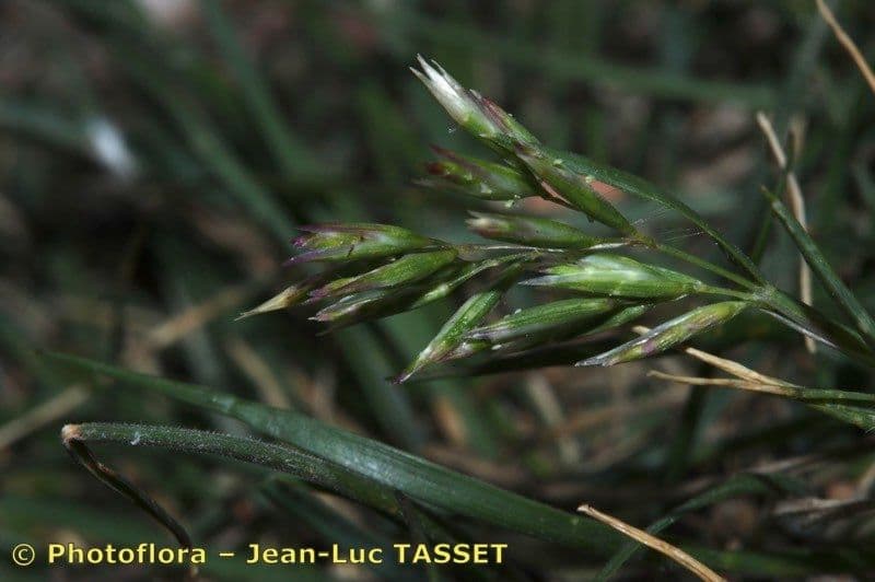Arabian grass 3