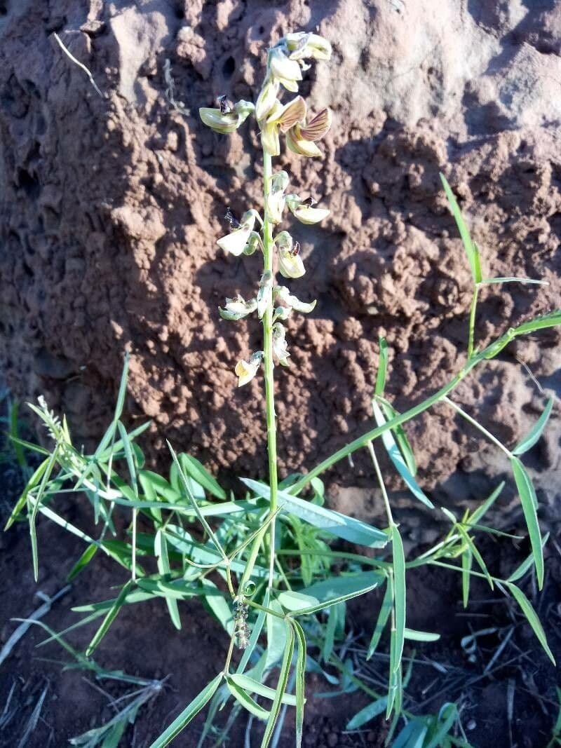 Crotalaria lanceolata 8