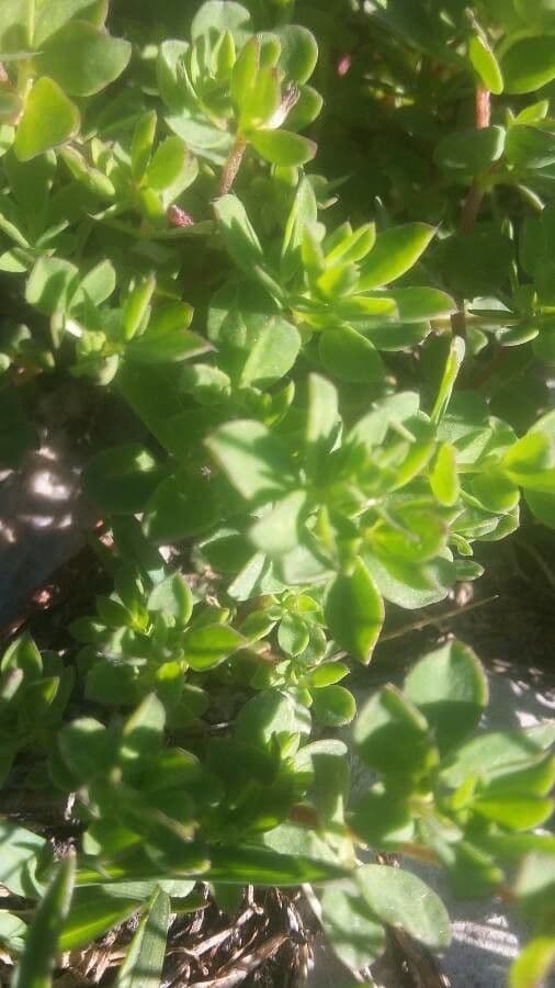 Silene a cuscinetto 17