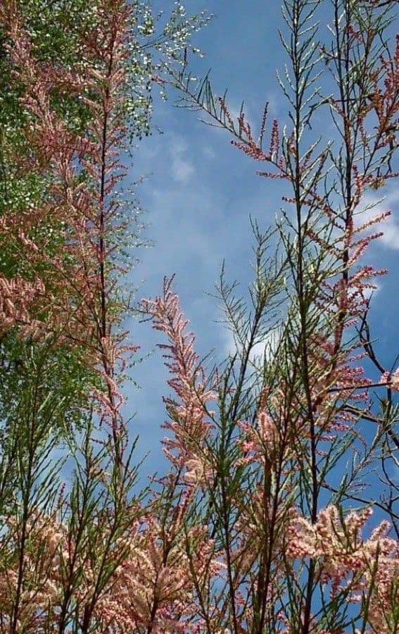 Tamarix parviflora 14