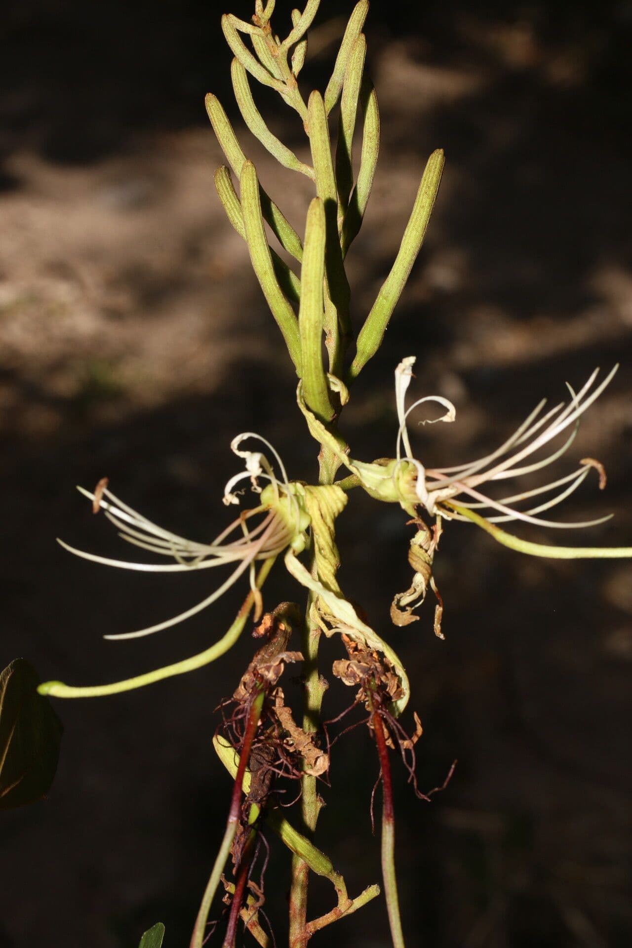 Bauhinia ungulata 4