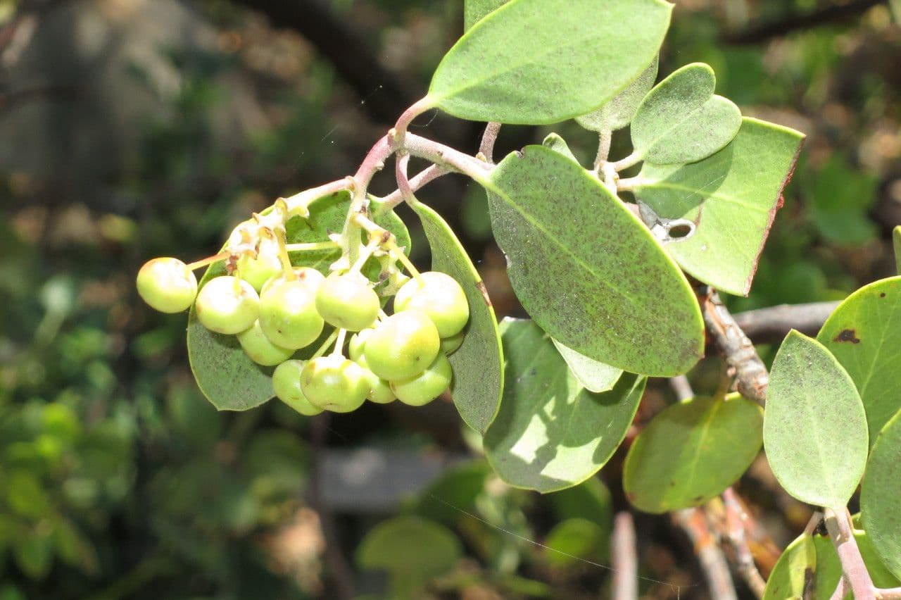 Manzanita 26
