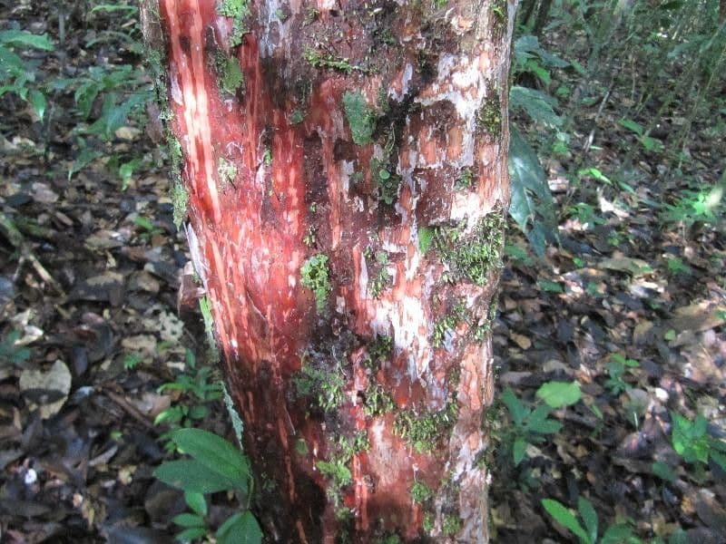 Pouteria 8