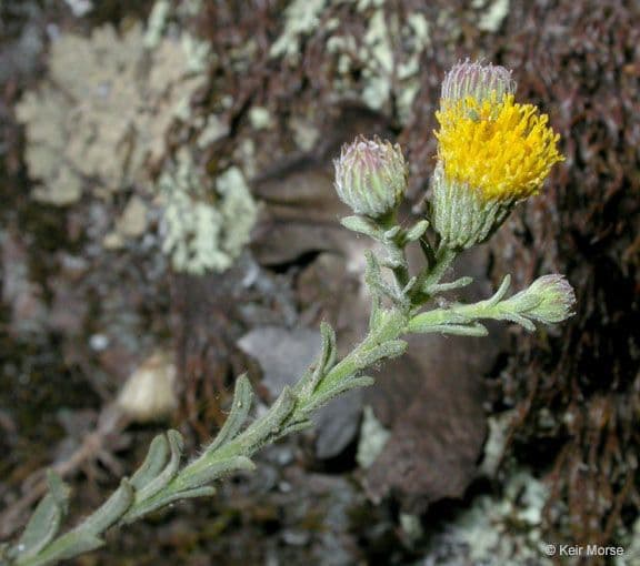Erigeron delle rocce 8