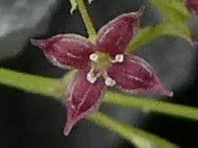 Asperula purpurea 7