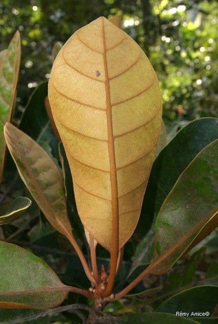 Planchonella 5