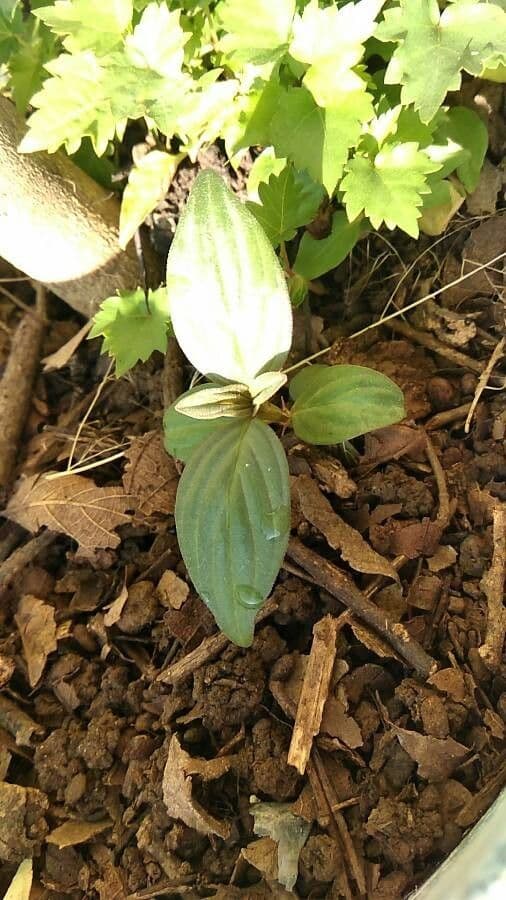 Trillium nivale 10