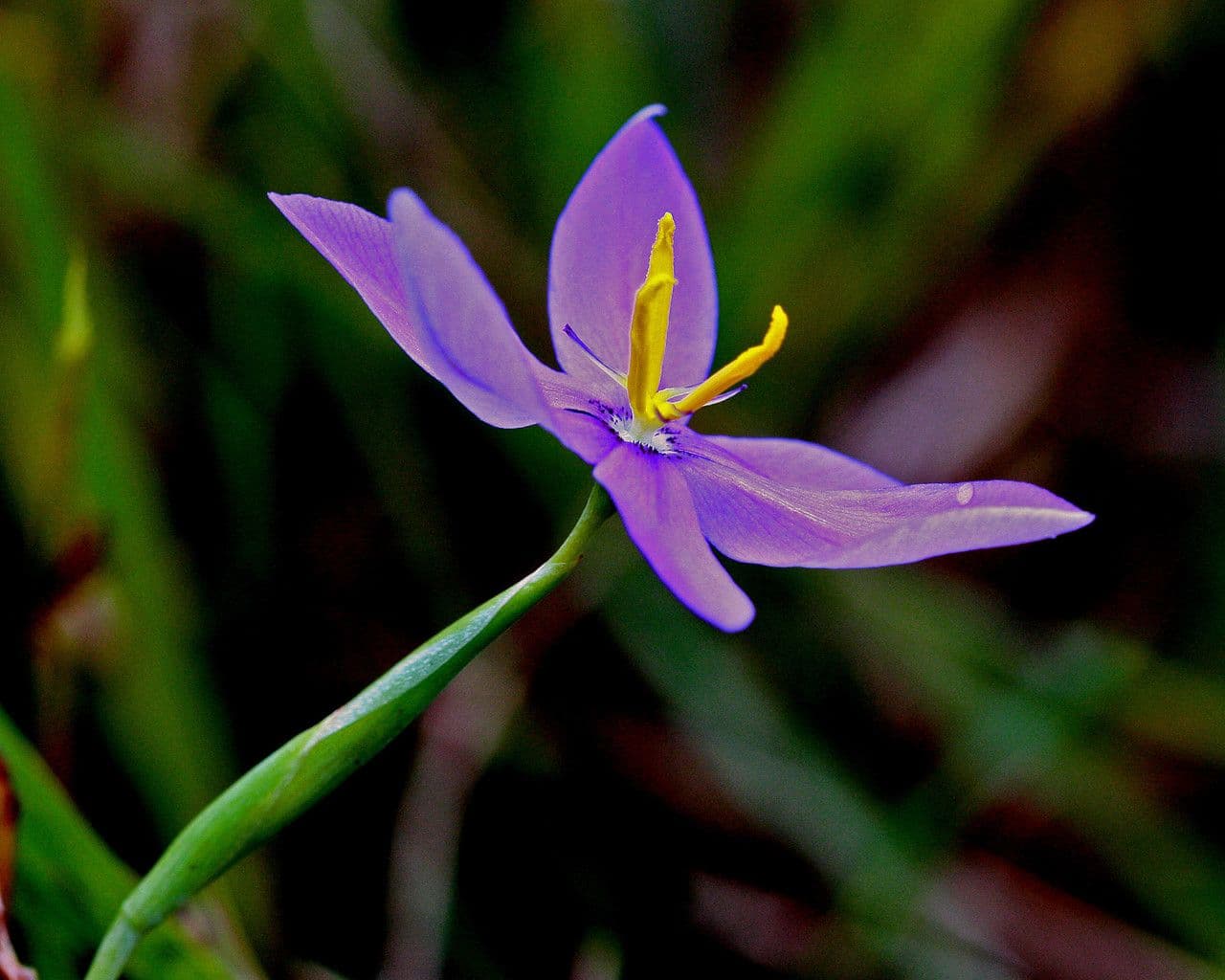 Nemastylis della Florida 2