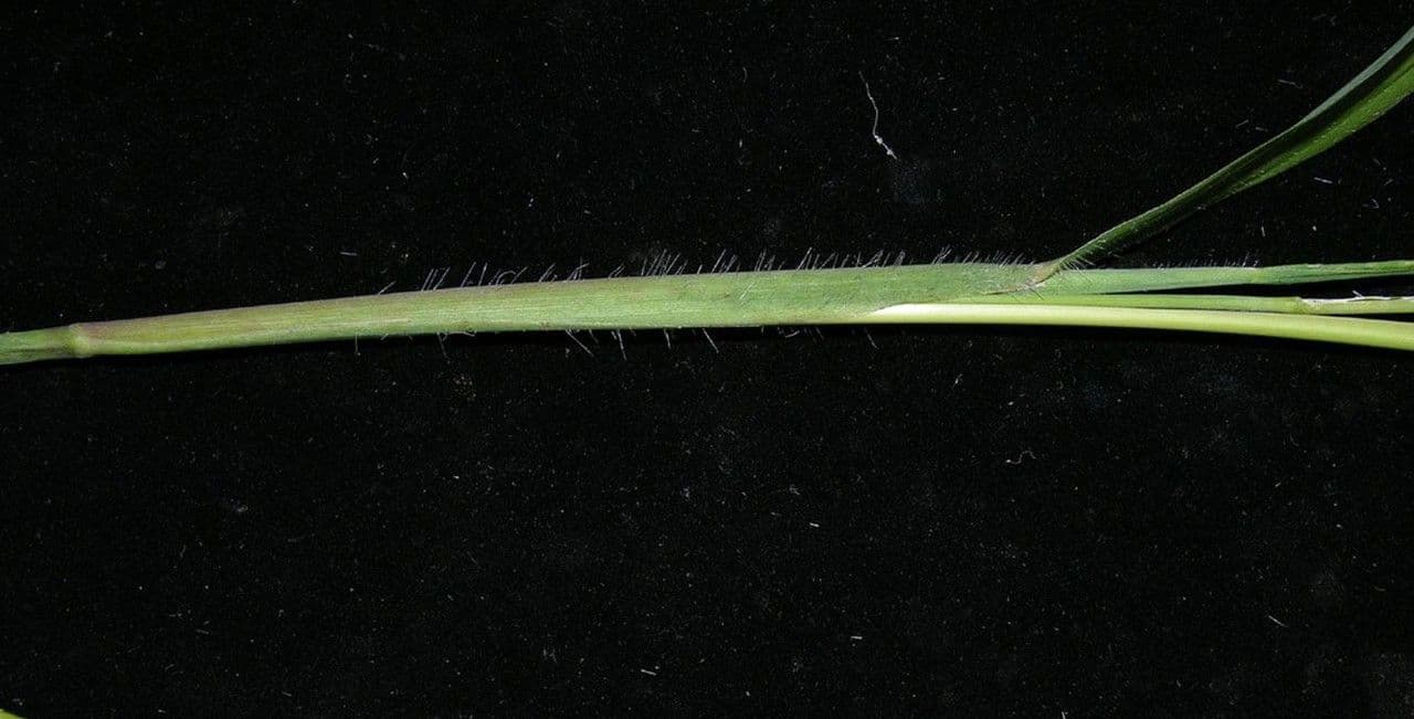 Rottboellia 14