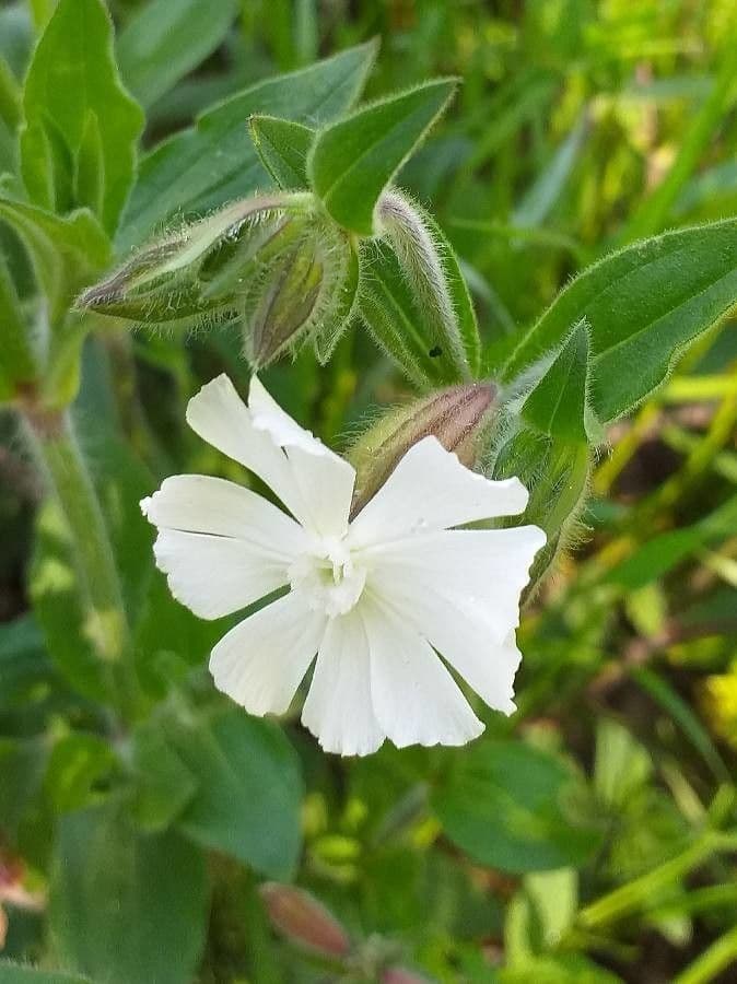 Silene bianca 8