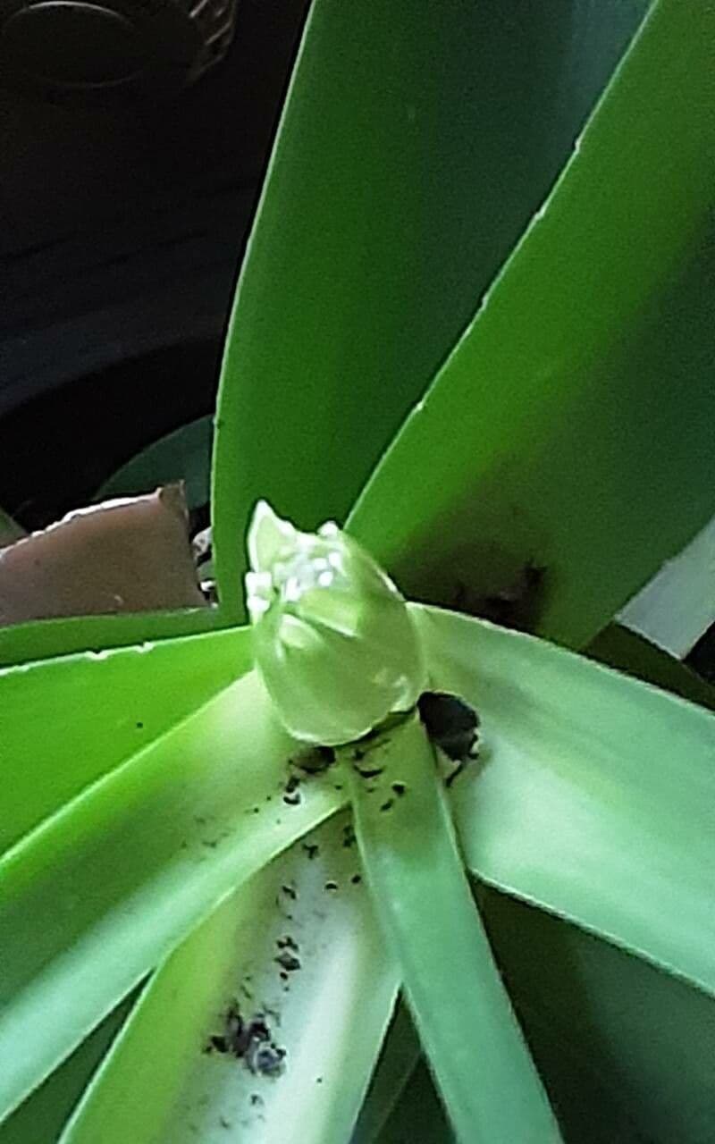 Albuca