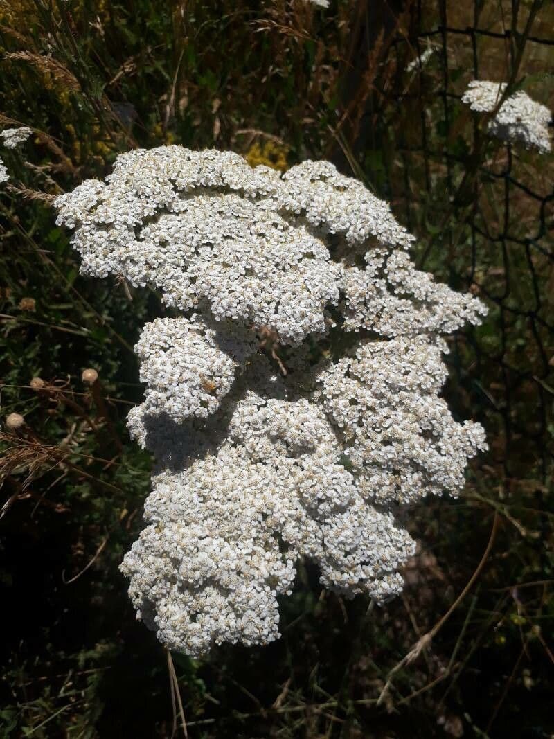 Achillea ligustica 9