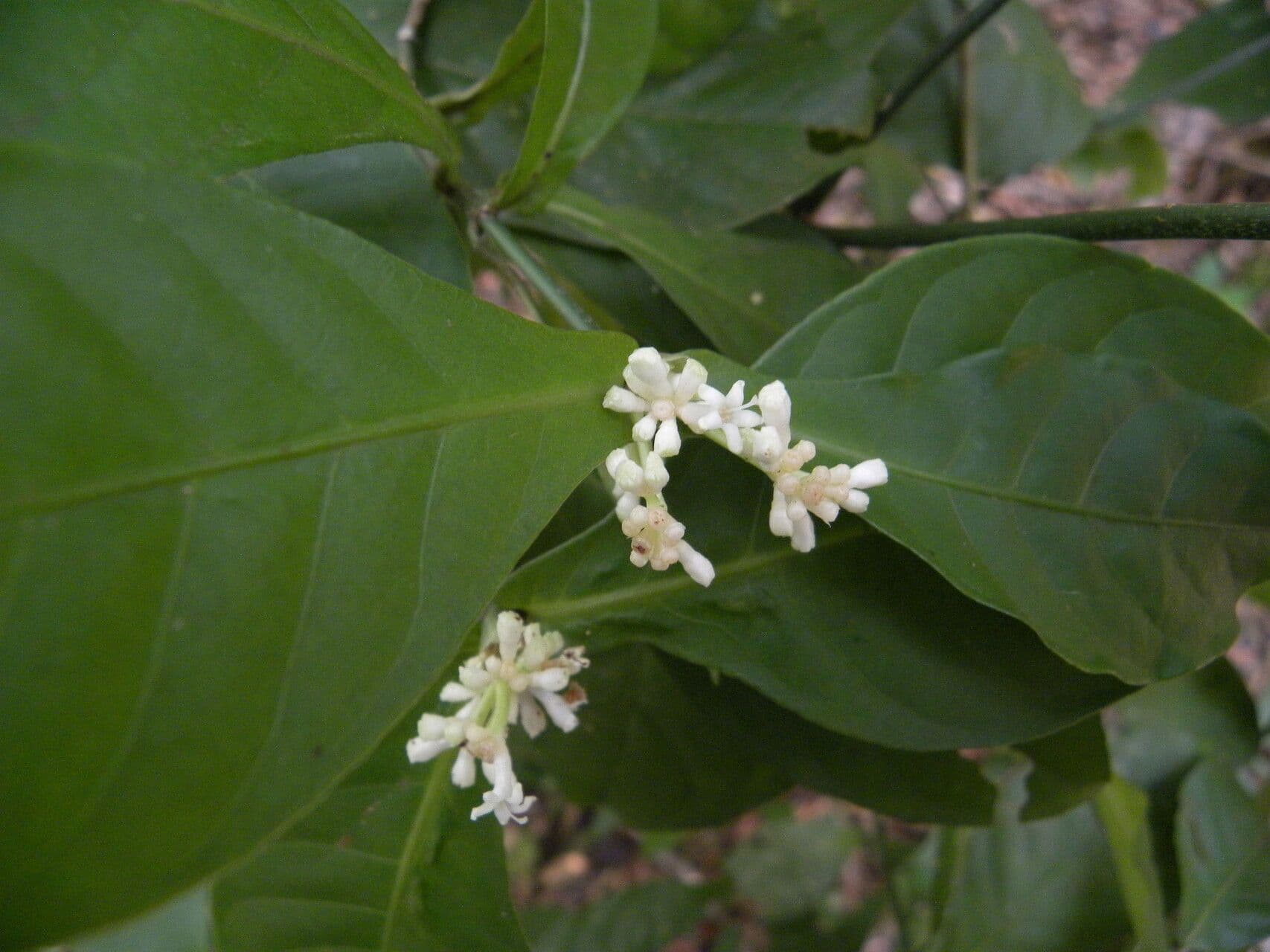 Psychotria 6